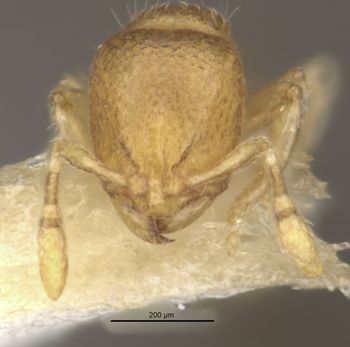 Media type: image;   Entomology 735303 Aspect: head frontal view